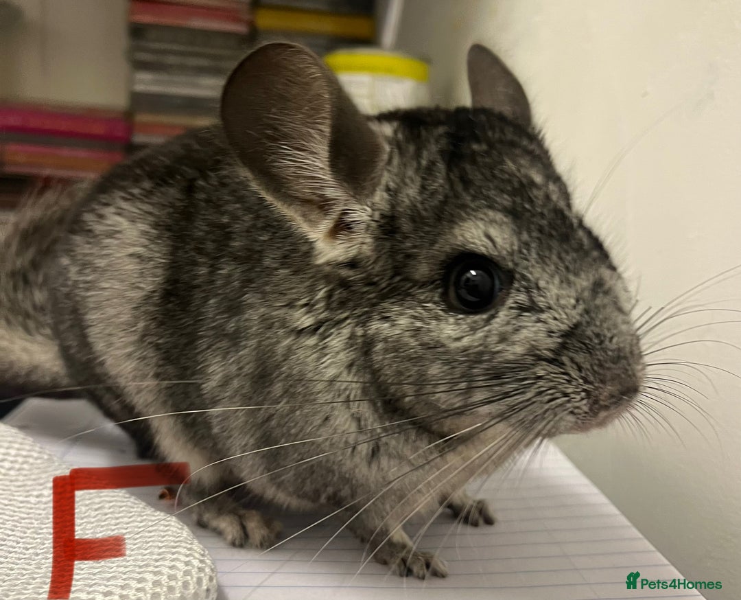 Chinchilla rodents for sale: Chinchilla kits (Dorset) - Image 7
