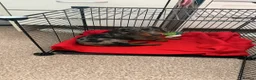 Dachshund dogs for sale: Dapple Dachshund Girl Puppy  in Ilford - Advert 7