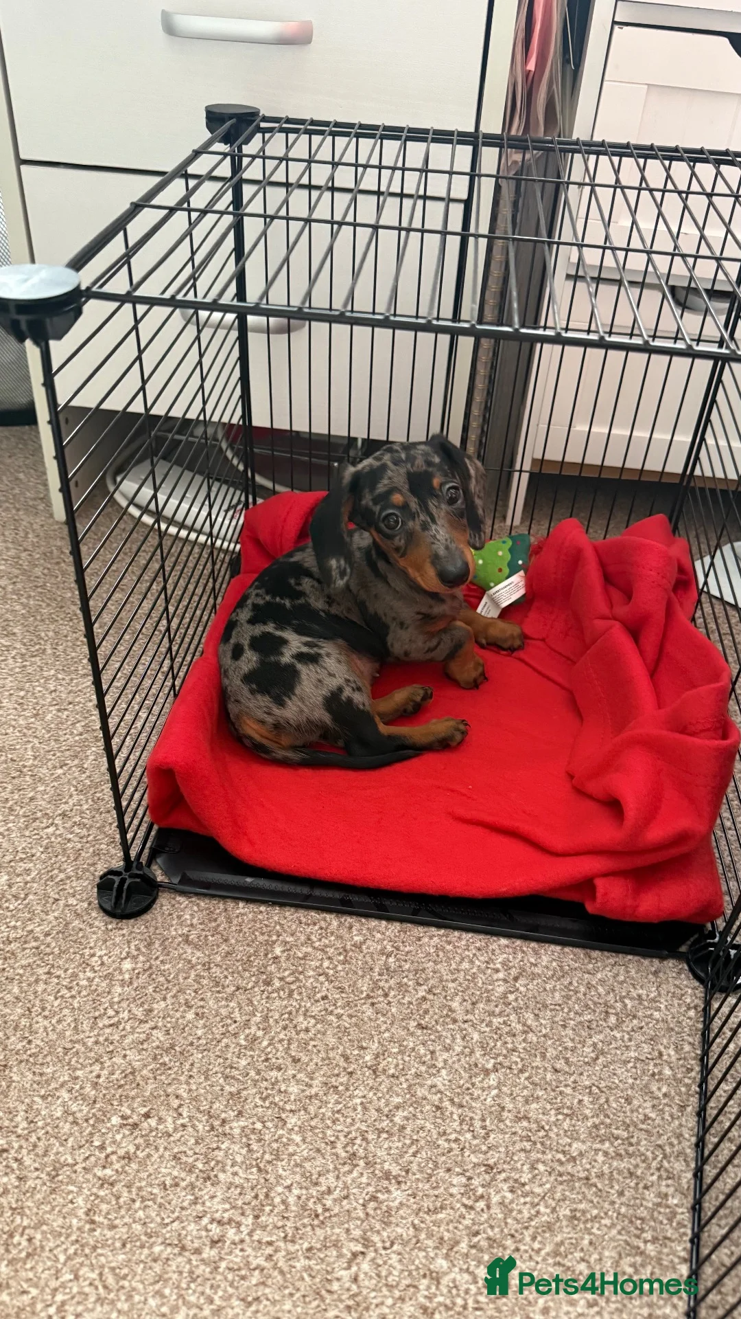 Dachshund dogs for sale: Dapple Dachshund Girl Puppy  in Ilford - Advert 7