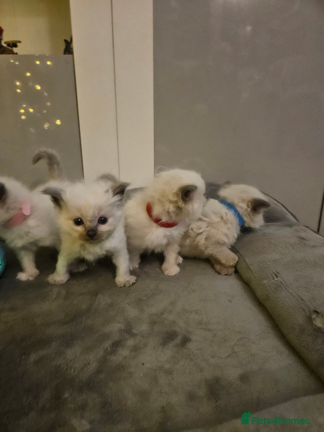 Ragdoll cats for sale: Baby girl and boy ragdoll kittens - Advert 2