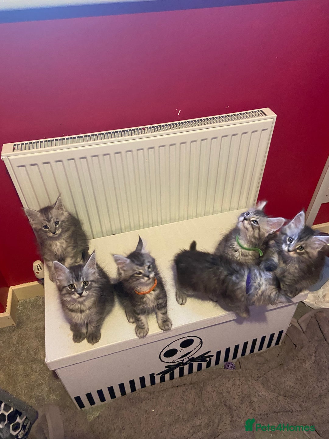 Maine Coon cats for sale: Ready Now Maine Coon kittens - Image 6