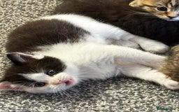Mixed Breed cats for sale: Scotish straight and mixed  - Image 6