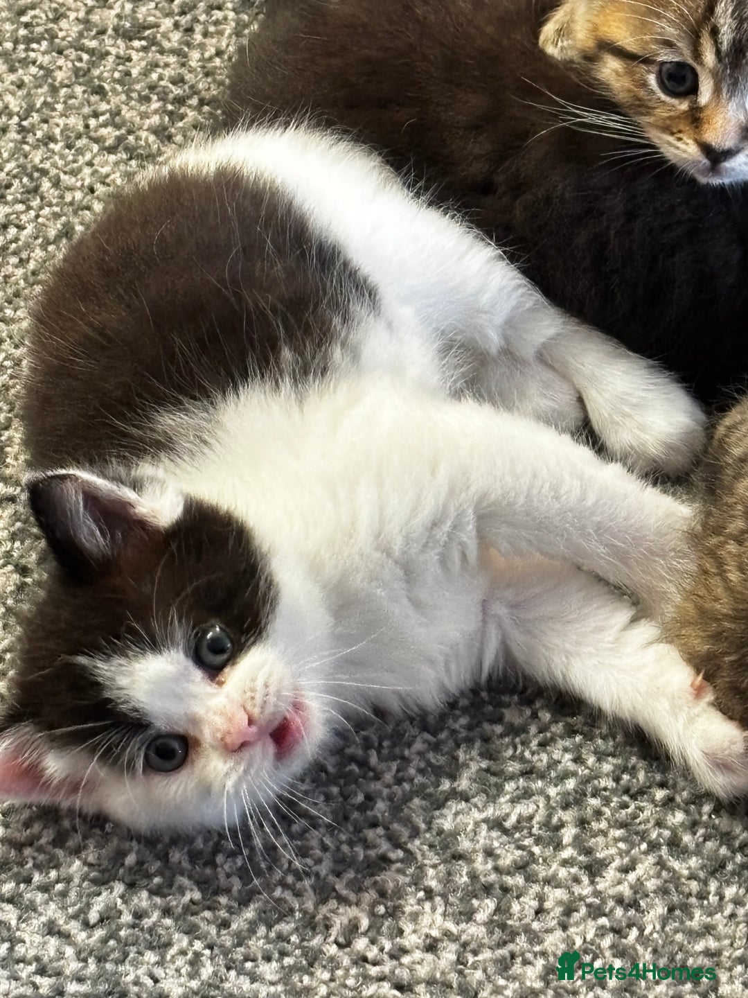 Mixed Breed cats for sale: Scotish straight and mixed  - Image 6