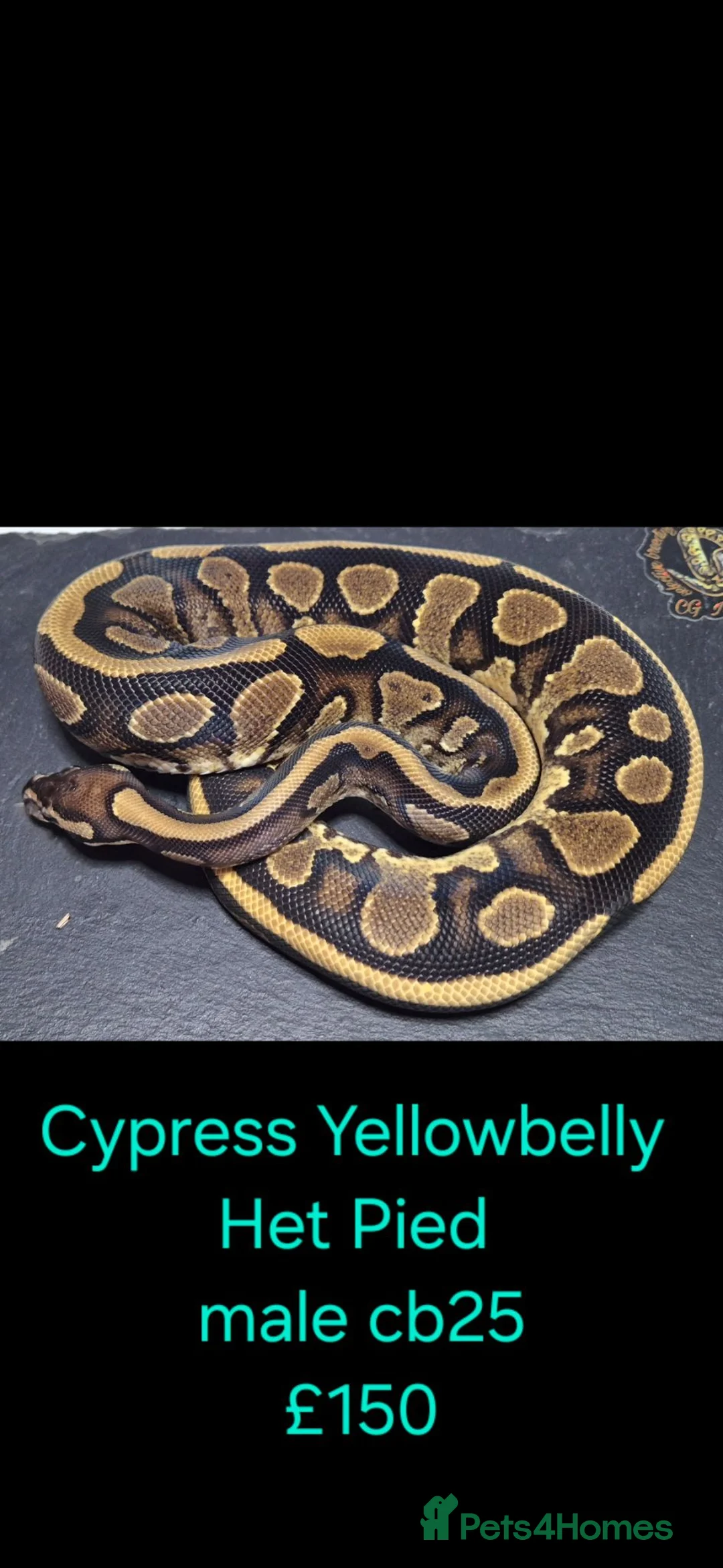 Python Snake reptiles for sale: Variety of Royal Pythons - Advert 18