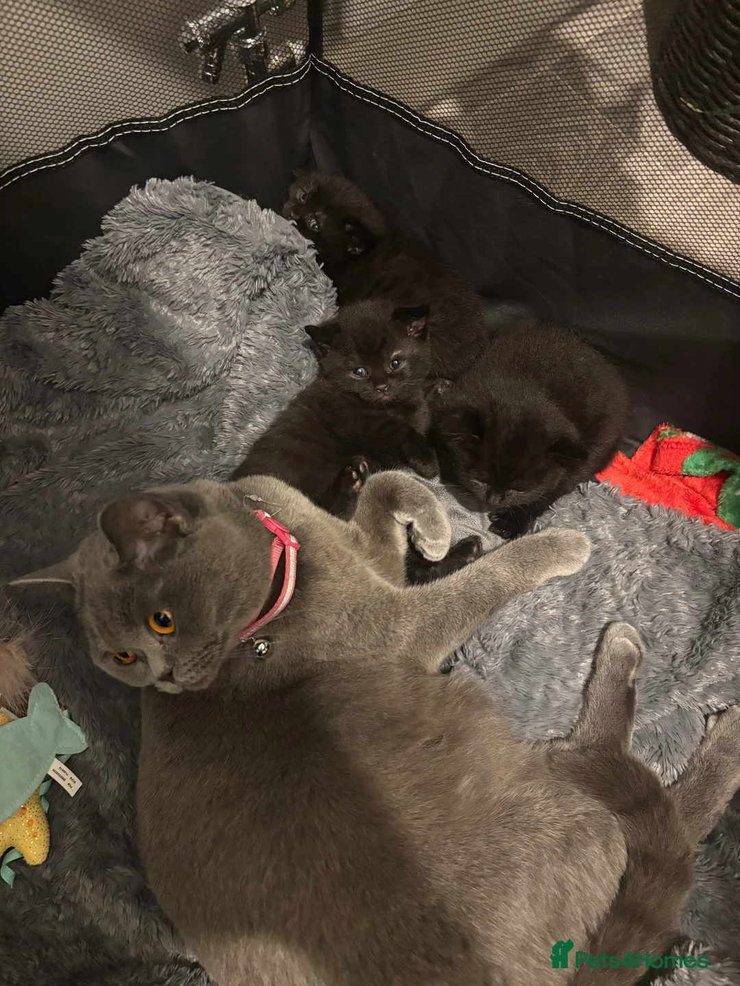 British Shorthair cats for sale: 3 Beutiful British shorthair half kittens in Loughborough - Advert 1