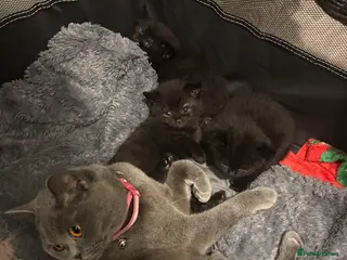 British Shorthair cats 3 Beutiful British shorthair half kittens - Advert 4