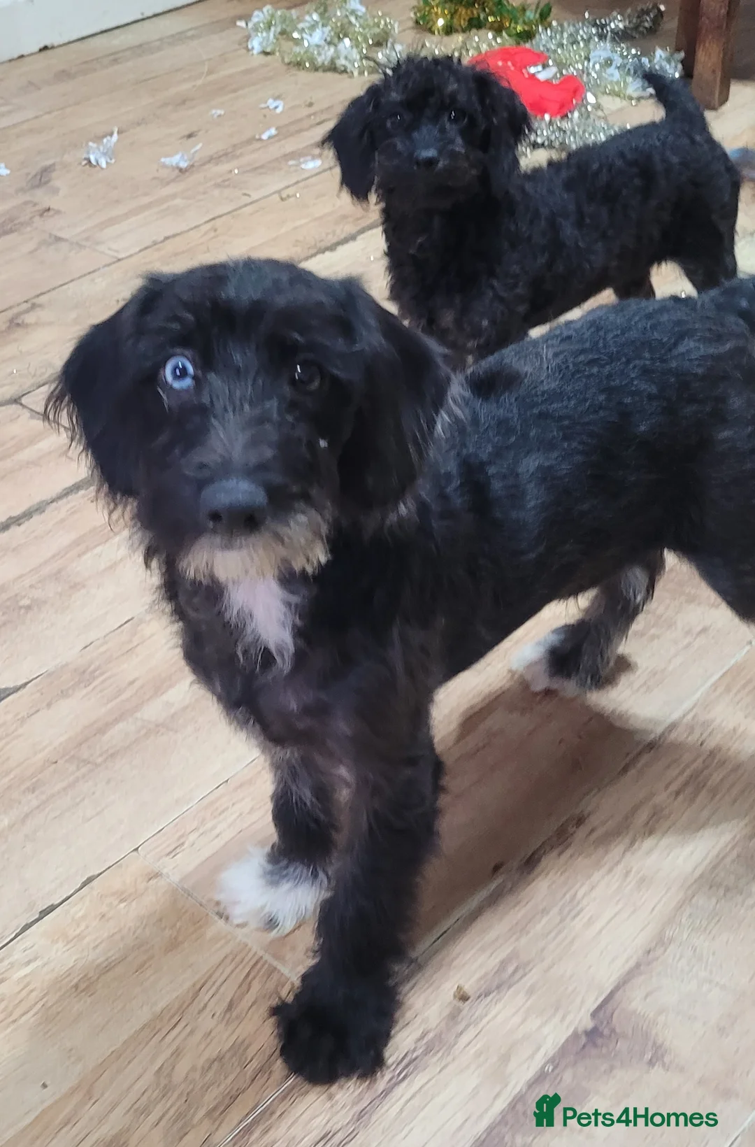 Labradoodle dogs for sale: Labradoodle puppies - Advert 35