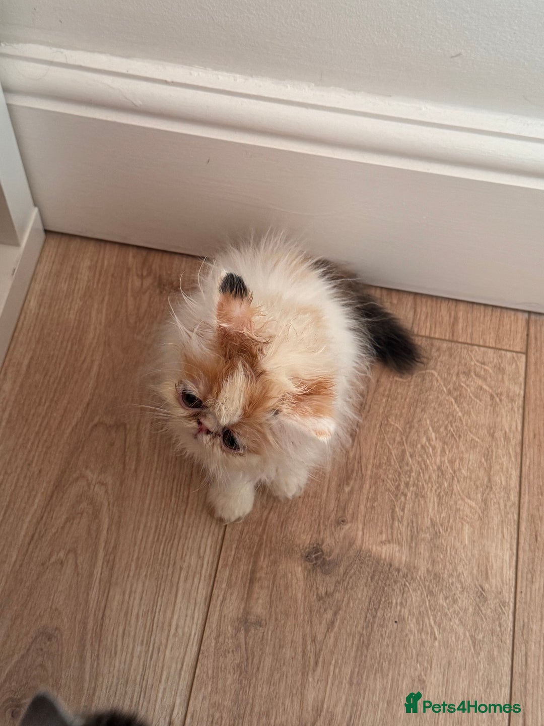 Persian cats for sale: Persian kittens ready now  - Image 21
