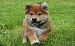Japanese Shiba Inu dogs for sale: 🏆 Bloodline health tested Shiba Inu Puppies  in Ammanford - Image 6