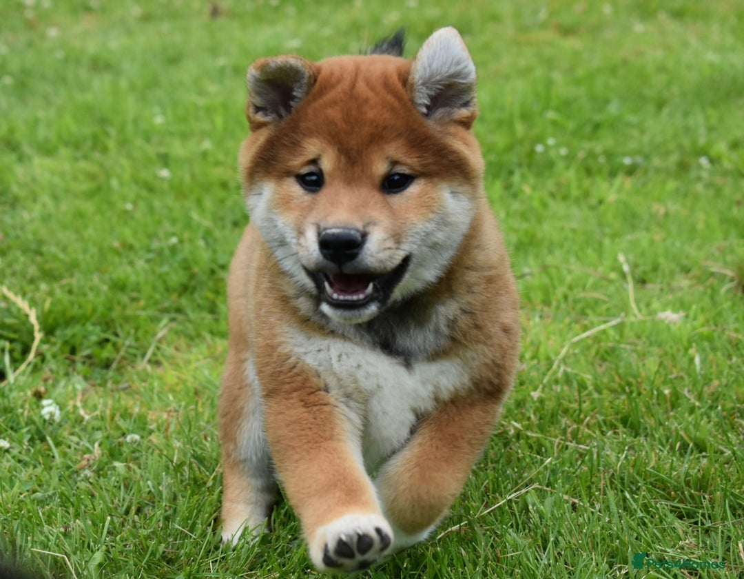 Japanese Shiba Inu dogs for sale: 🏆 Bloodline health tested Shiba Inu Puppies  in Ammanford - Image 6