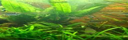 Tetras fish for sale: X ray tetras  in Birmingham - Advert 2