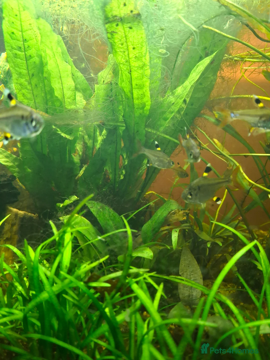 Tetras fish for sale: X ray tetras  in Birmingham - Advert 2