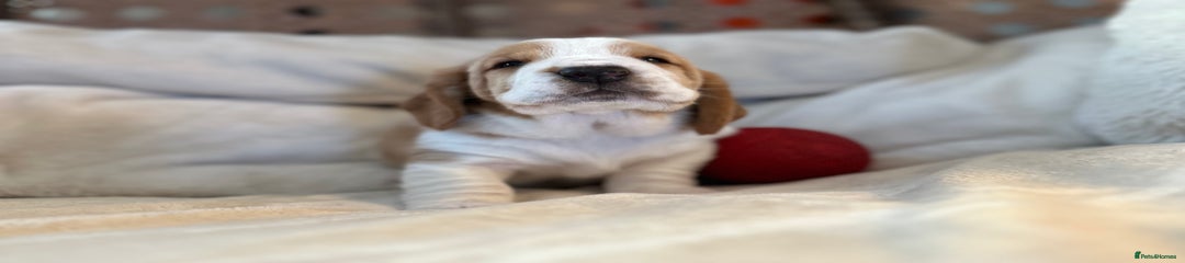 Basil