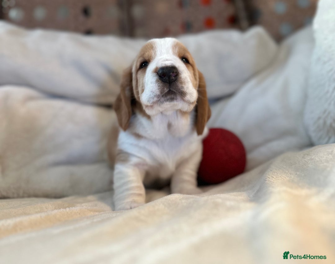 Basset Hound dogs for sale: Basset Hound Puppies - Image 17