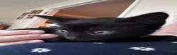 British Shorthair cats for sale: Kittens *ONLY 1 BOYS LEFT* - Advert 9