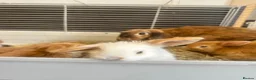 Mini Lop rabbits for sale: 5 mini lop babies looking for their forever home - Advert 4