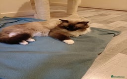 Ragdoll cats for stud: Beautiful Ragdoll male in Telford - Image 4