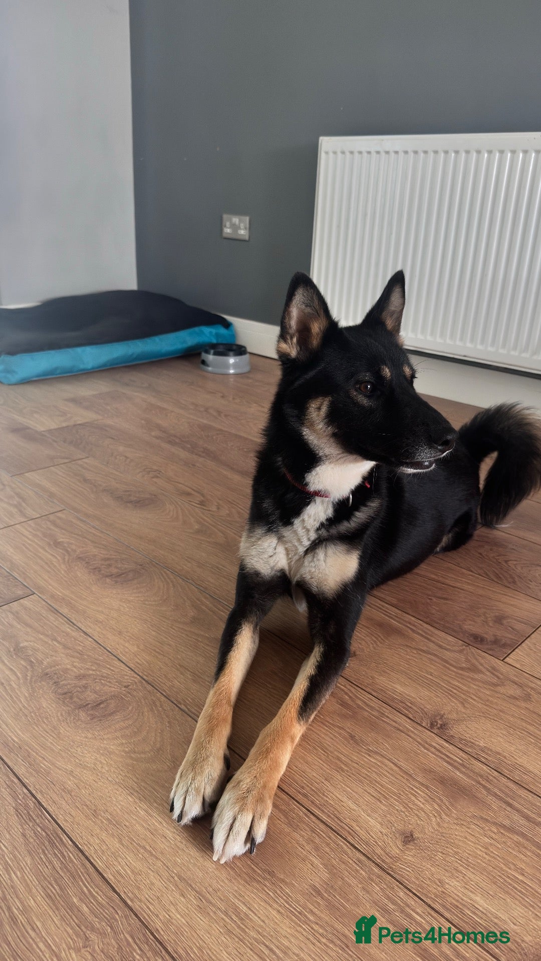 Mixed Breed dogs Sherus personality ,needs and his training. - Advert 1