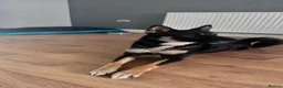 Mixed Breed dogs for sale: Sherus personality ,needs and his training. in Birmingham - Advert 1