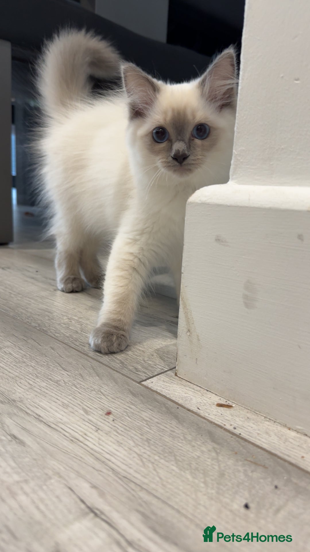 Ragdoll cats for sale: Female Blue Point Ragdoll Kitten - Image 8