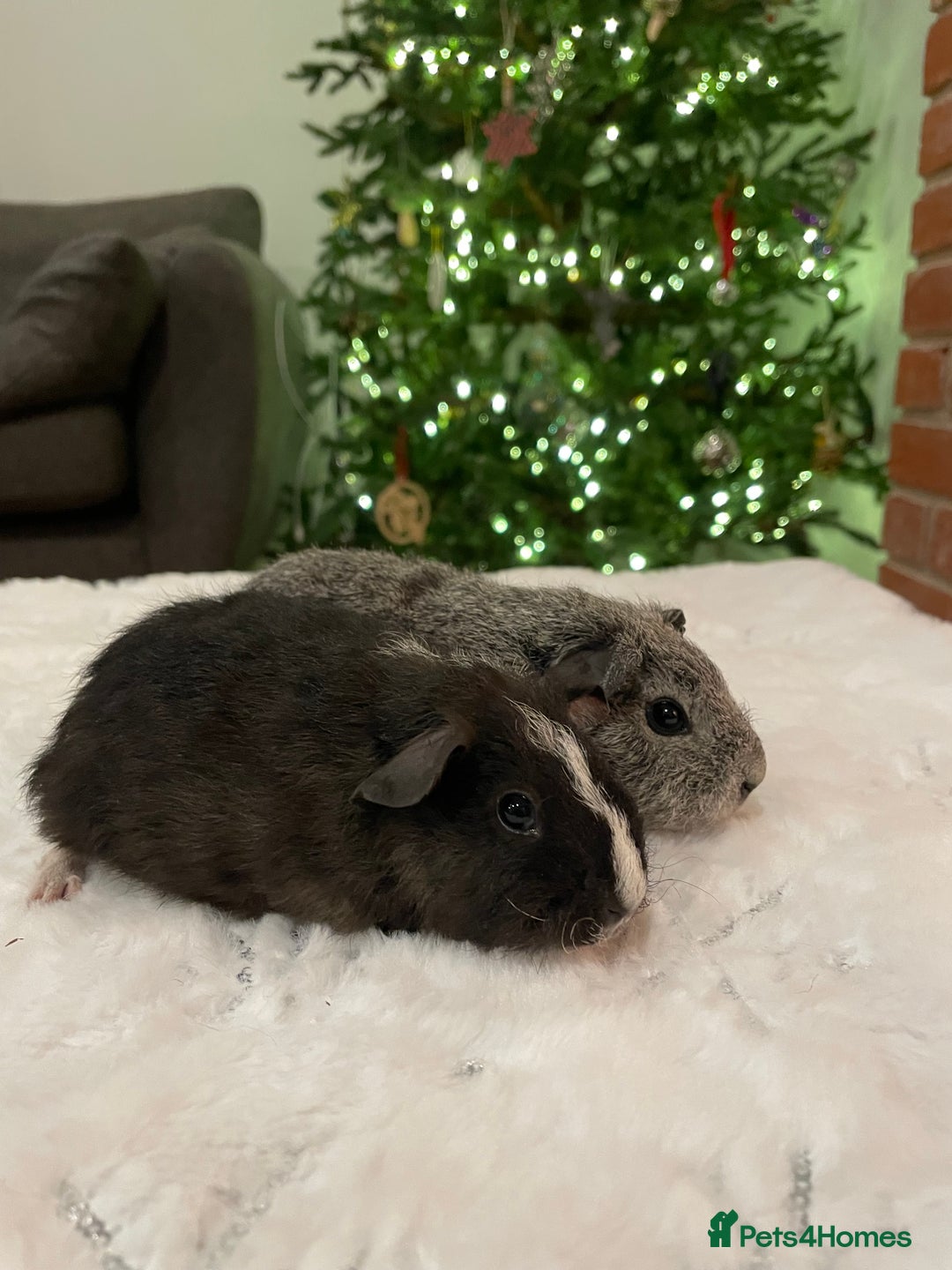 Guinea Pig rodents for sale: Pair of male Rex guinea pigs  - Advert 11