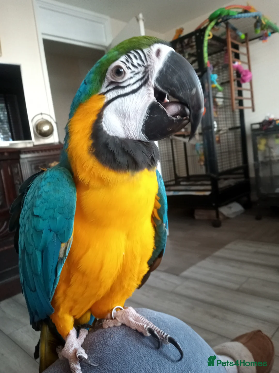 Macaws birds for sale: Macaw pair  in London - Advert 6