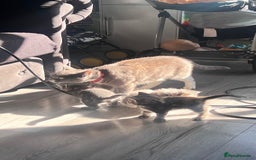 Mixed Breed cats for sale: 3 beautiful baby’s looking for their loving home  - Image 18