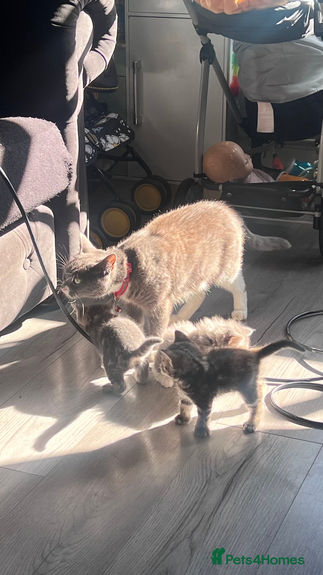 Mixed Breed cats for sale: 3 beautiful baby’s looking for their loving home  - Image 18