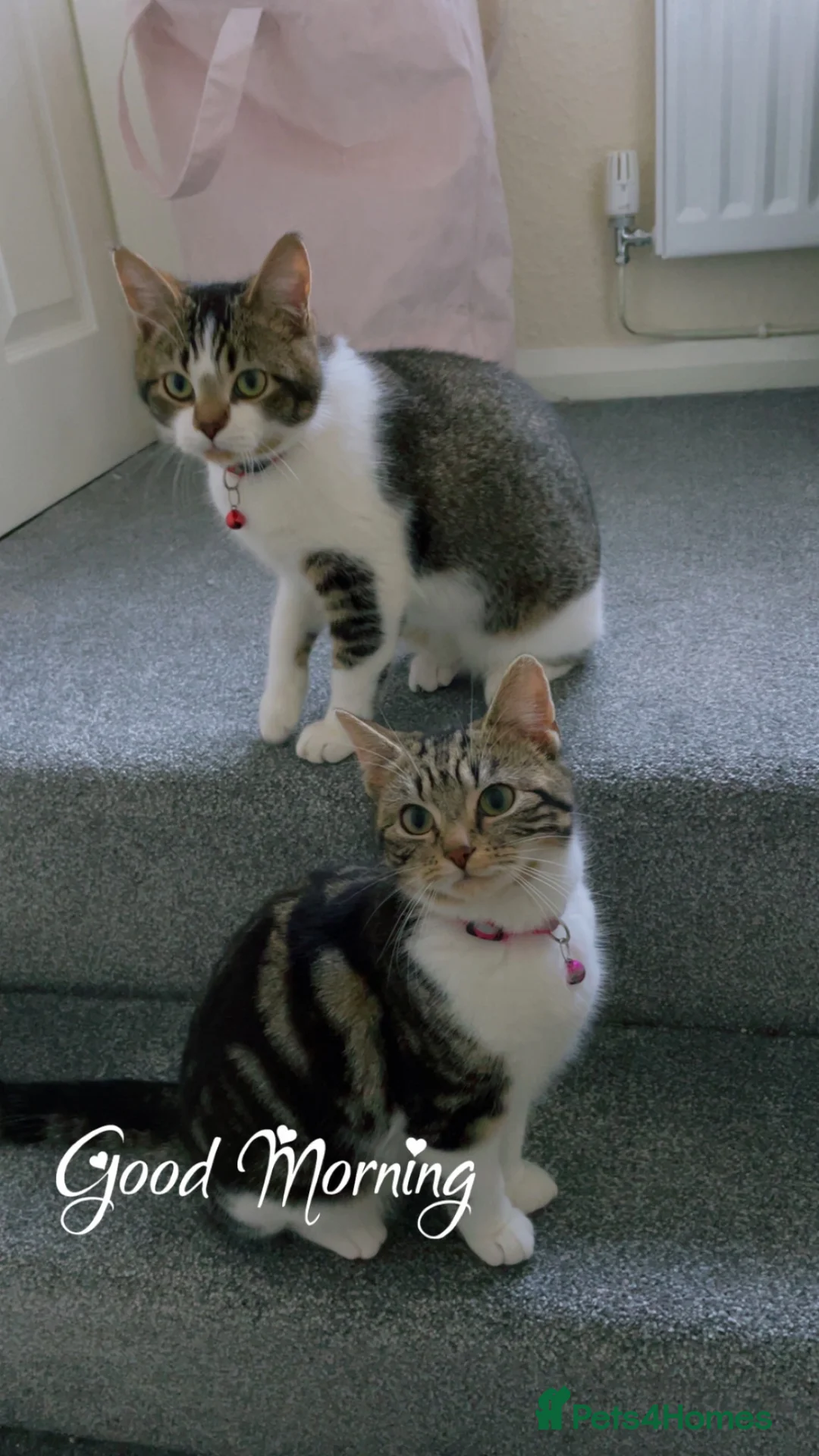 Domestic Shorthair cats for sale: Male kitten  - Advert 18