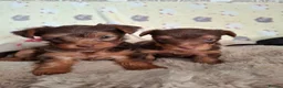 Yorkshire Terrier dogs for sale: Charming Yorkshire Terrier Puppies - Advert 12