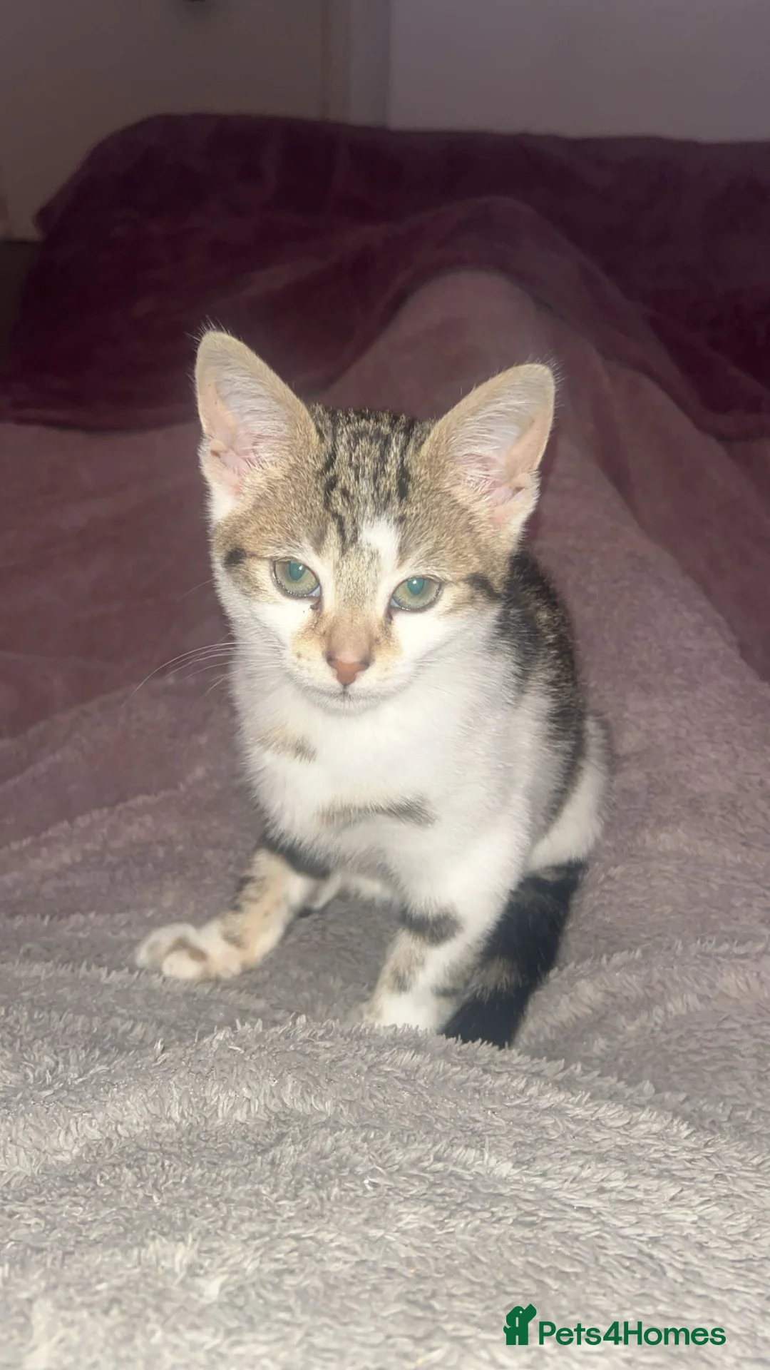 Mixed Breed cats for sale: Tabby kitten Ready to collect  - Advert 2