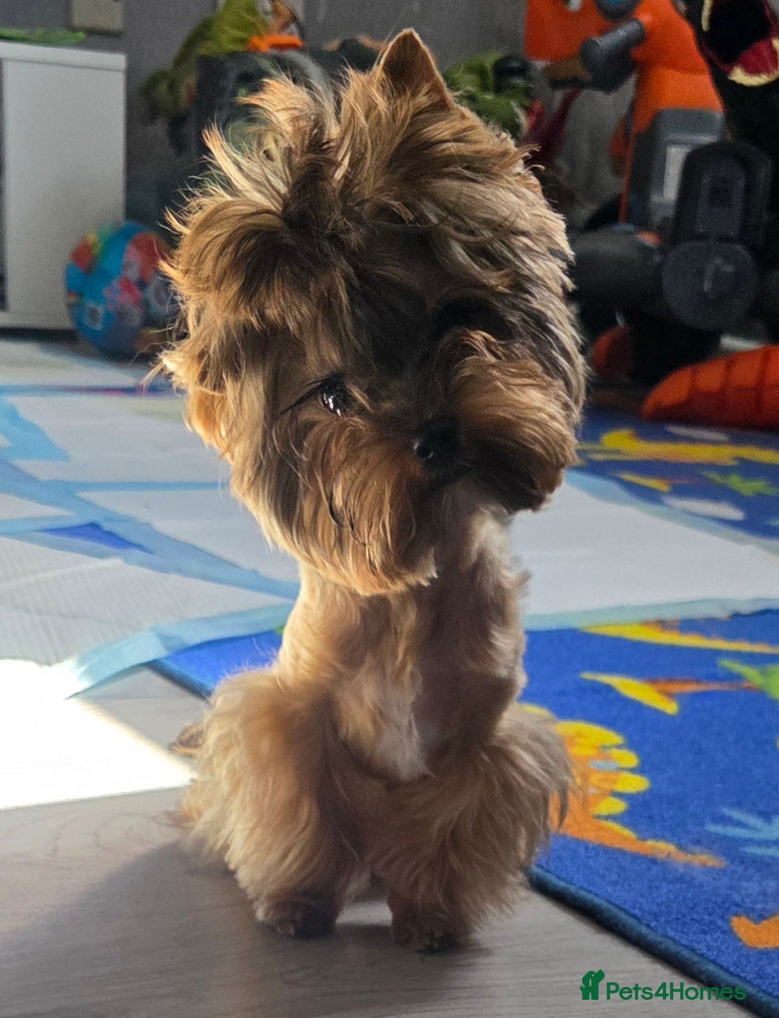 Yorkshire Terrier dogs Mini Yorkshire terrier boy - Advert 1