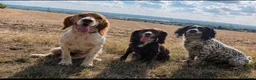 Cocker Spaniel dogs for sale: Stunning working cocker spaniels  - Advert 19