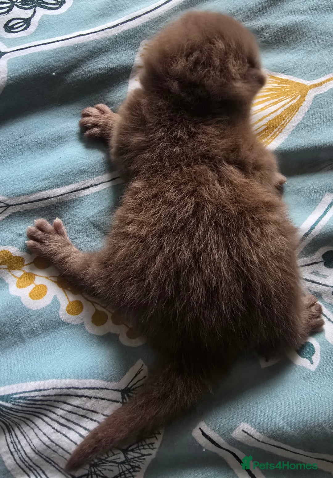 British Shorthair cats for sale: ONE GIRL LEFT TICA REGISTERED BRITISH SHORTHAIR - Advert 21