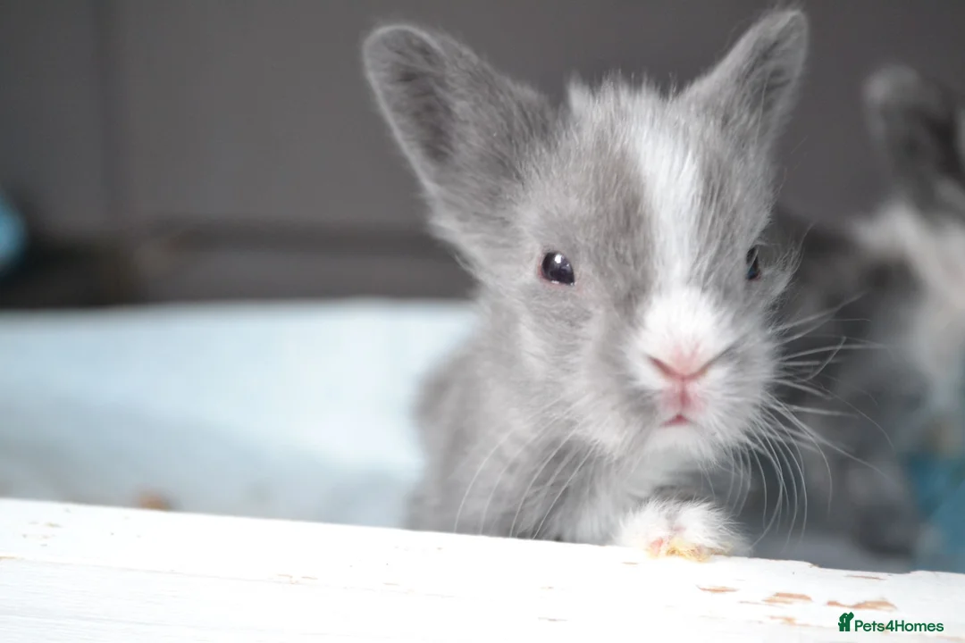 Lionhead rabbits for sale: 3 Little kits - Advert 1