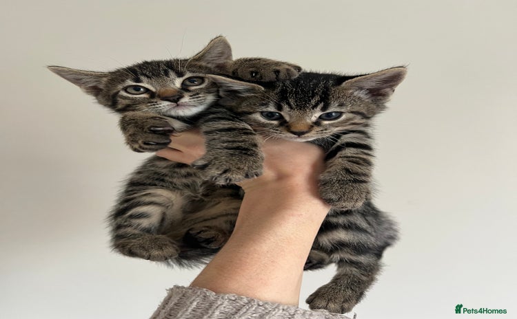 Bengal cats - Advert 13