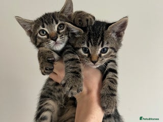 Bengal cats - Advert 19