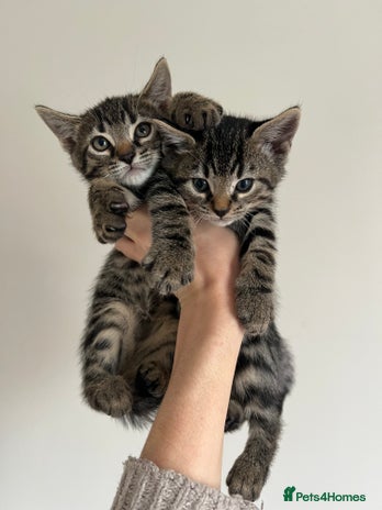 Bengal cats - Advert 12