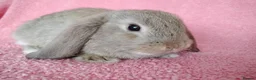 Mini Lop rabbits for sale: Baby mini lops for sale  - Advert 3
