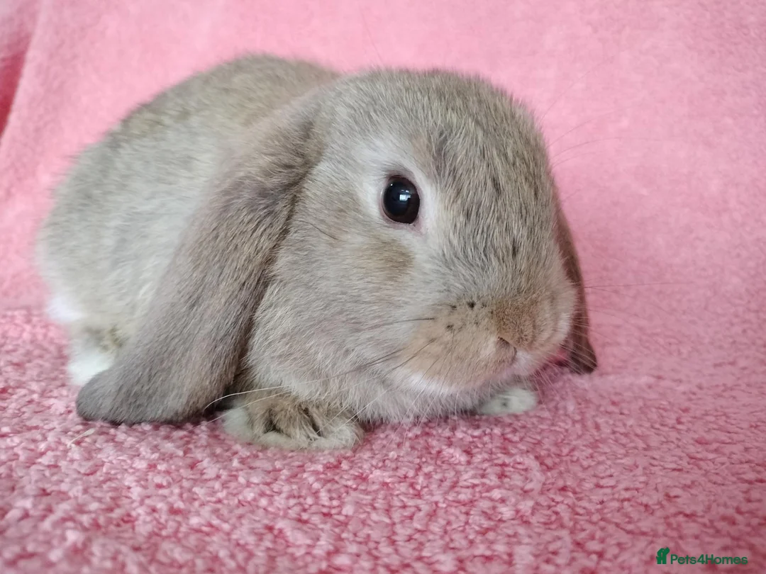 Mini Lop rabbits for sale: Baby mini lops for sale  - Advert 3