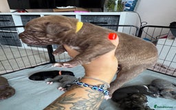 Mixed Breed dogs for sale: Rare breeding American x Bulldog x Cane Corso Pups - Image 36