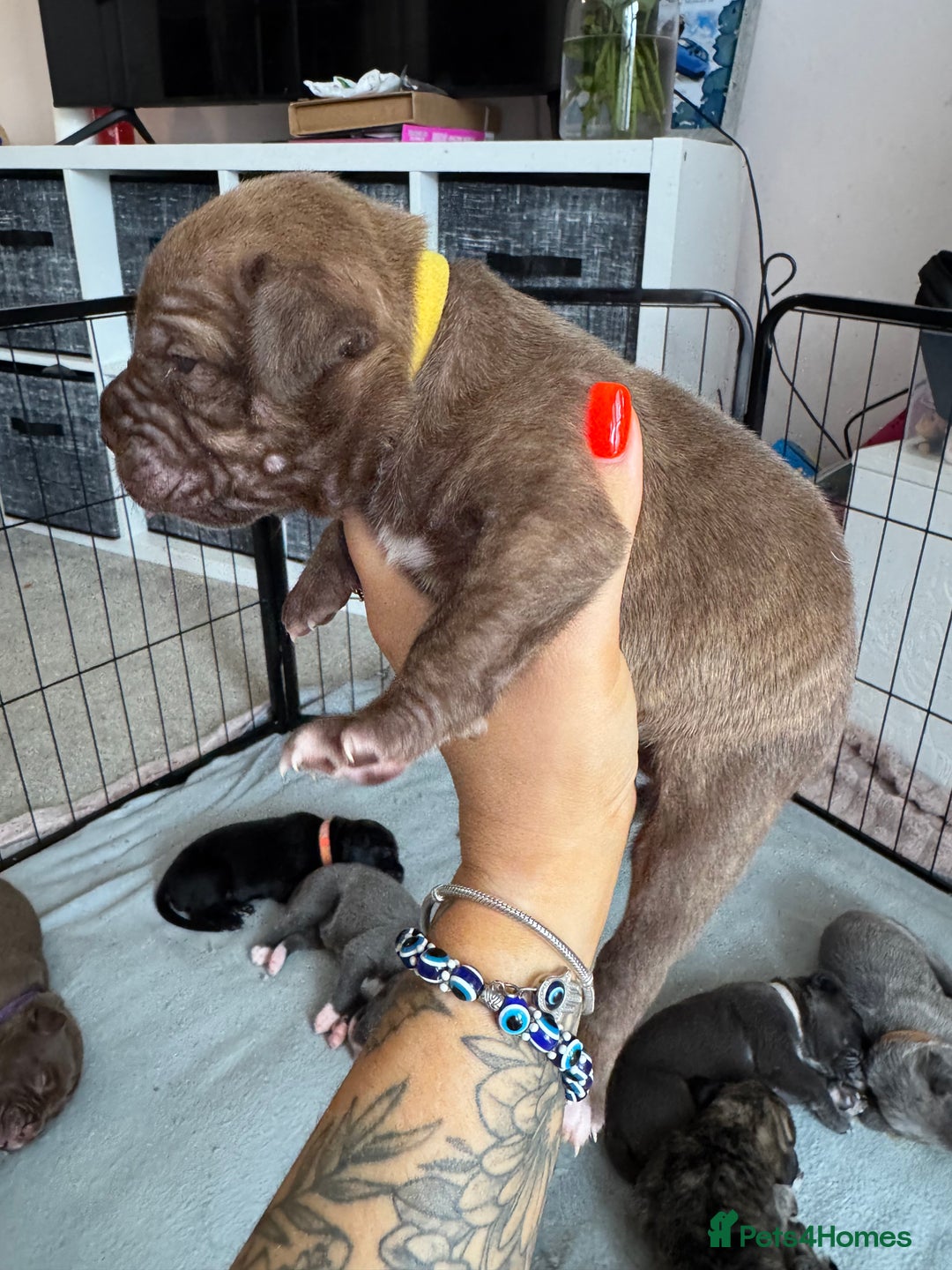 Mixed Breed dogs for sale: Rare breeding American x Bulldog x Cane Corso Pups - Image 36