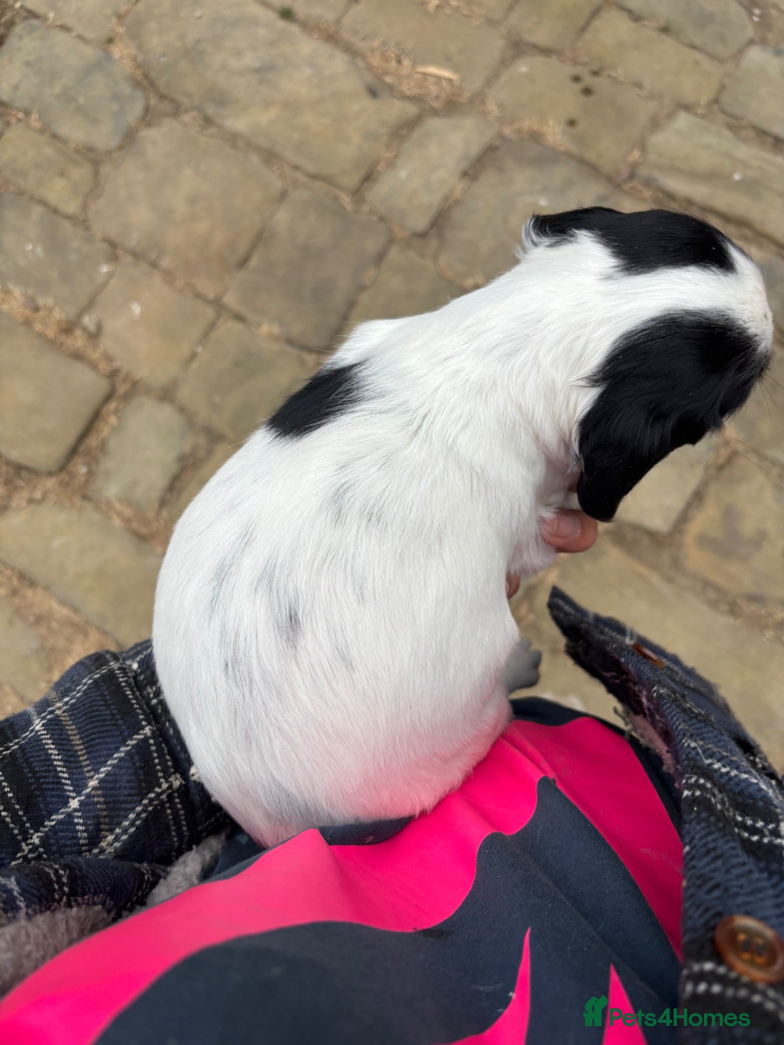 English Springer Spaniel dogs Superb Springer Spaniel puppies  - Advert 2