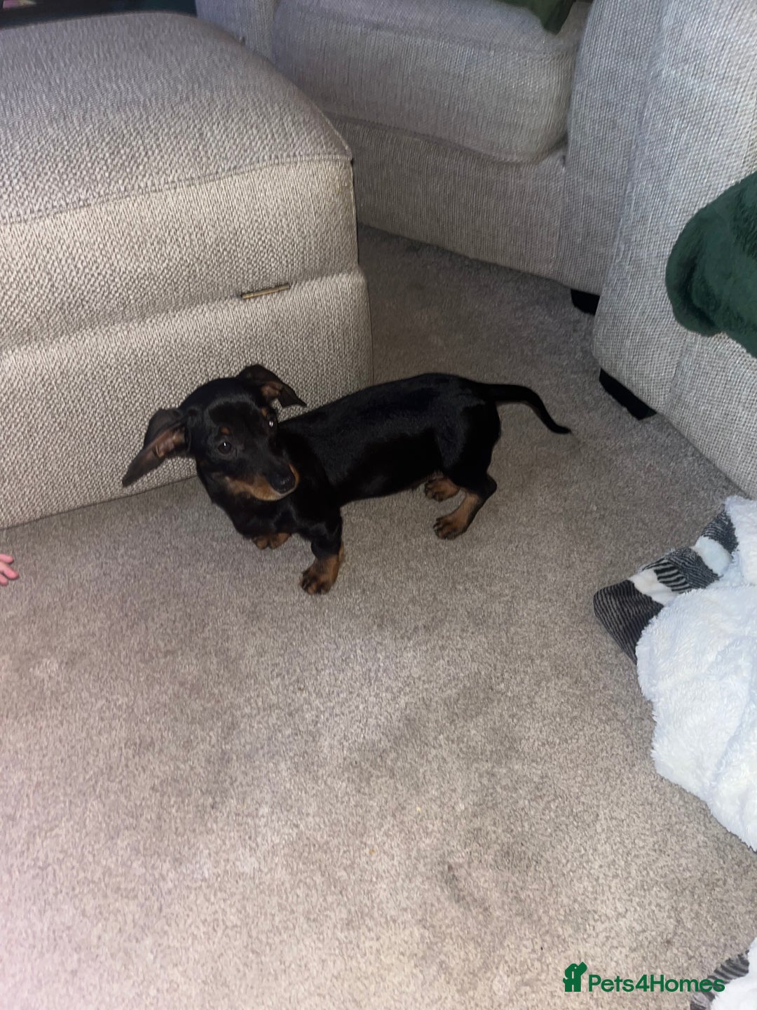 Mixed Breed dogs for sale: 🐶 Dorkie (Yorkie x Dachshund) Puppy for Sale 🐶 - Advert 5