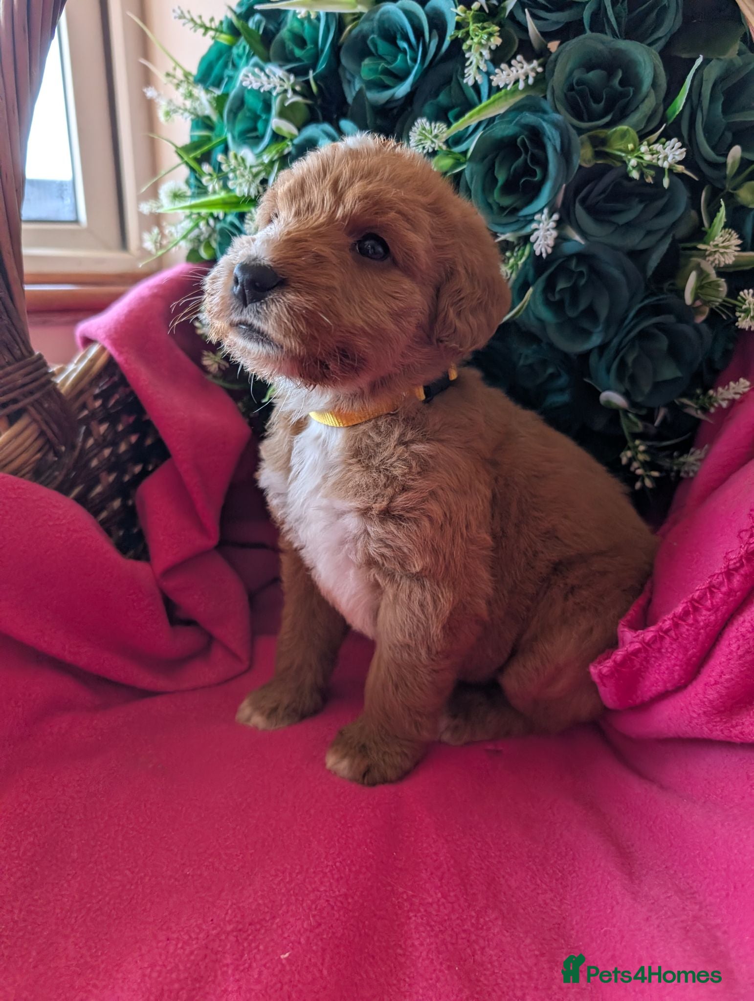 Australian Labradoodle dogs Stunning Red Australian Labradoodle puppies  - Advert 1