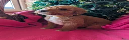 Australian Labradoodle dogs for sale: Stunning Red Australian Labradoodle puppies  - Advert 1