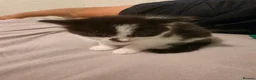 Mixed Breed cats for sale: Playful male - Advert 3