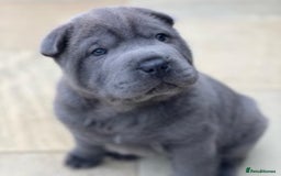 Shar Pei dogs for stud: TOP QUALITY -BEAUTIFUL BEARCOAT STUD in Wetherby - Image 14