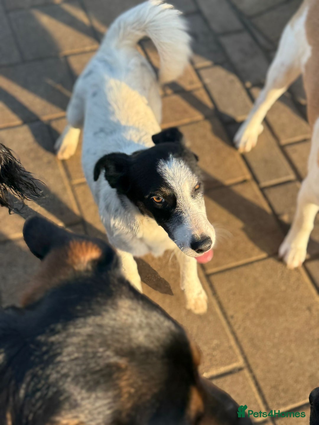 Mixed Breed dogs for adoption: Gorgeous little Andor looking for love - Advert 12