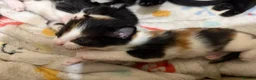 Domestic Shorthair cats for sale: kittens available - Advert 13